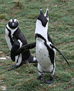 bettys bay IMG_1884.jpg